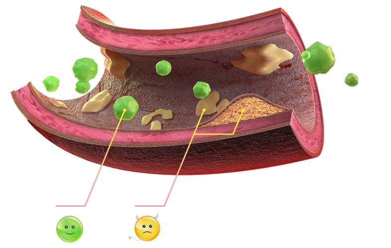 Blood Aterogenicity Index