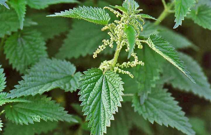 Nettle befriar smärta från abscess med en purulent finger