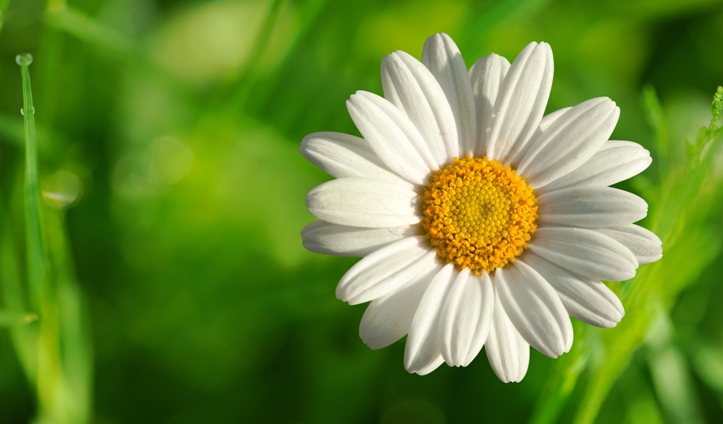 Obat rakyat untuk nanah di jari tangan: chamomile