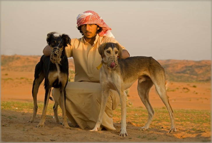 Современное отношение мусульман к собакам