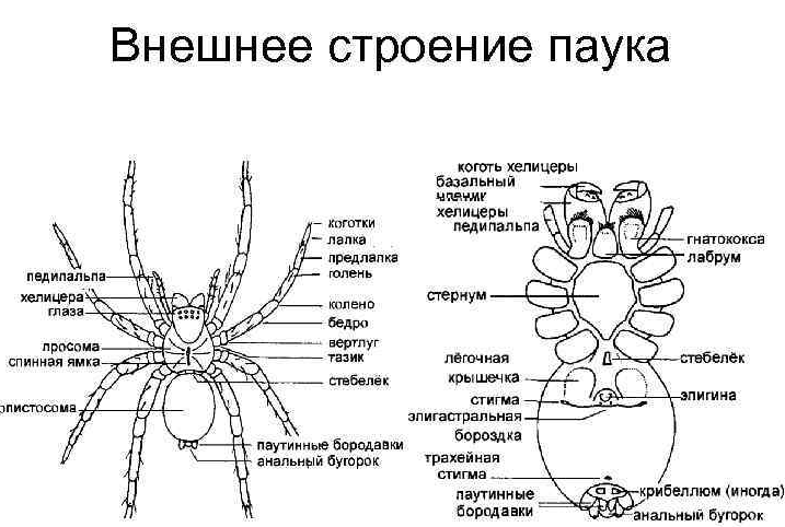 Схема паука-крестовика с надписями и описанием