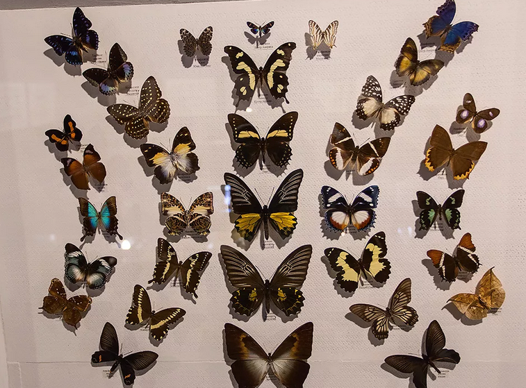 DIY Butterfly Collection