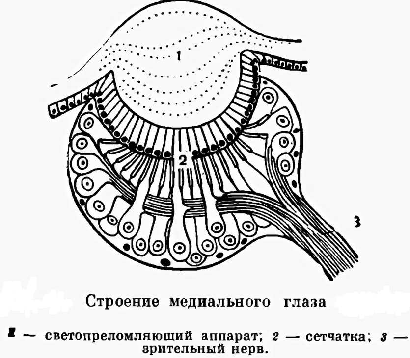 Строение глаза паука-крестовика