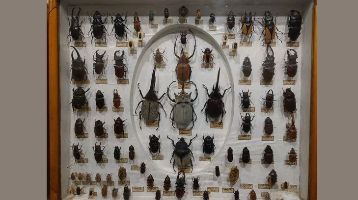 DIY Bugs Collection