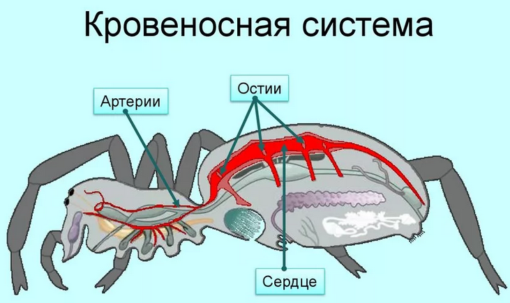 Кровеносная система паука-крестовика