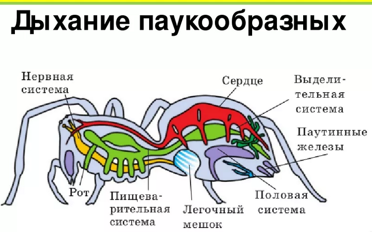 Дыхательная система паука-крестовика