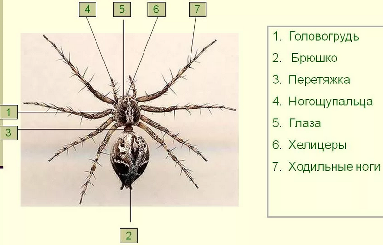 У паука может быть разное количество ног