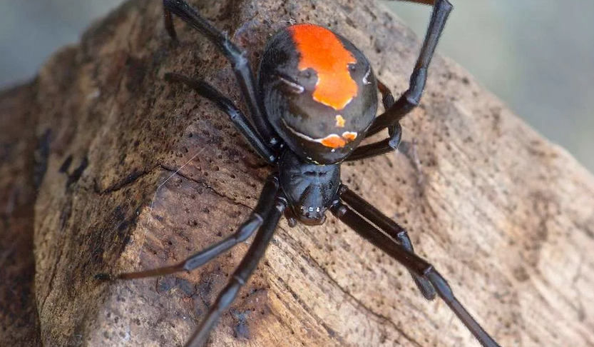 Redpine spider - berbahaya bagi manusia