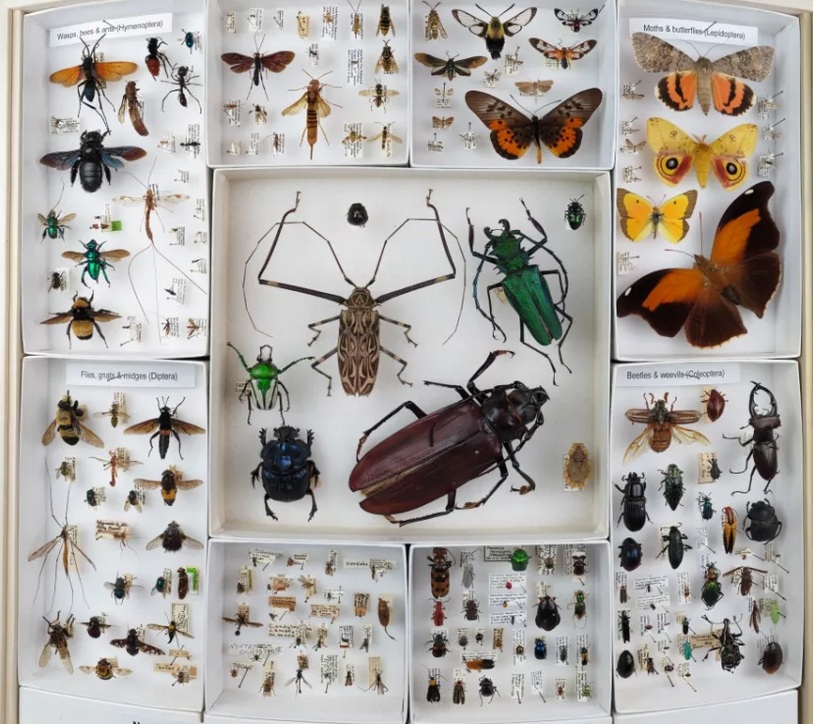 DIY Bugs Collection