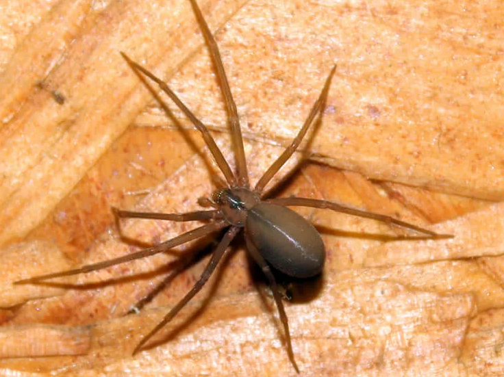 Chili-spider-shell-dangerous untuk manusia