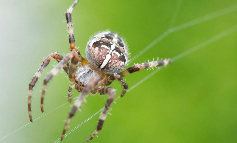 Spider-Cross