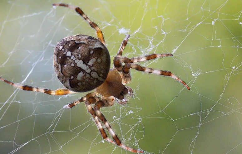 Spider-Cross på webben