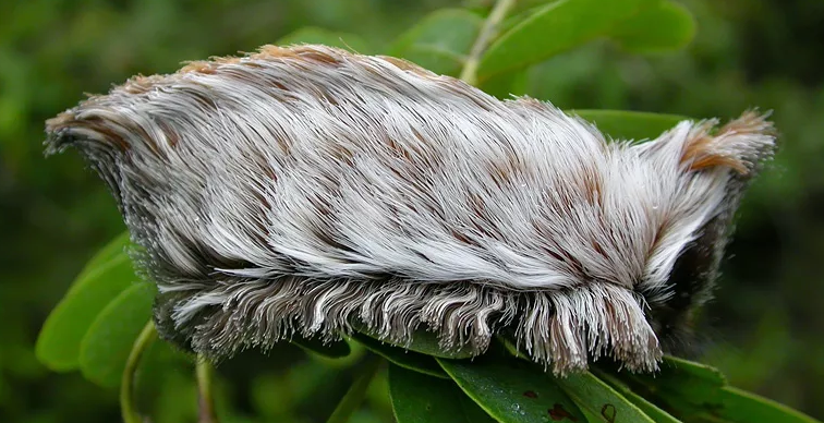 Hairy Caterpillar är ett farligt insekt som en giftig spindel