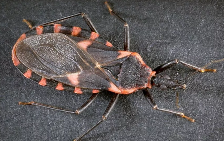 Bug Triatomik - Serangga berbahaya seperti laba -laba beracun