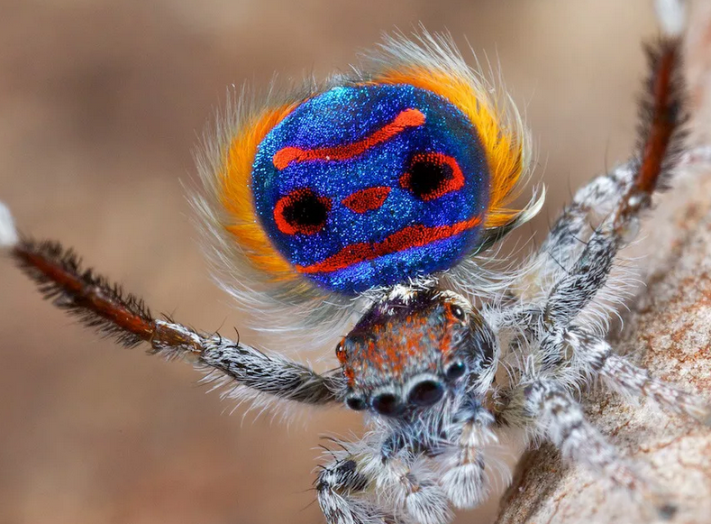 Spider Peacock - nejkrásnější na světě