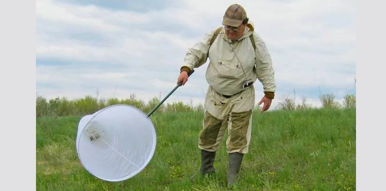 Fånga insekter för samlingen