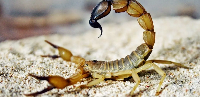 Scorpio adalah sekelompok invertebrata, seperti laba -laba