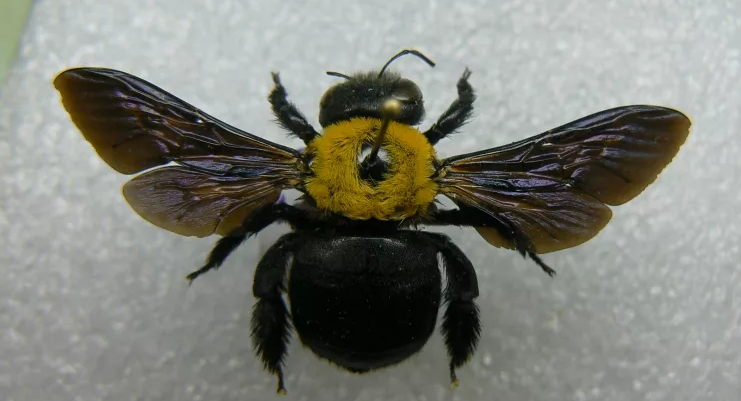 Bumblebee kering untuk koleksi