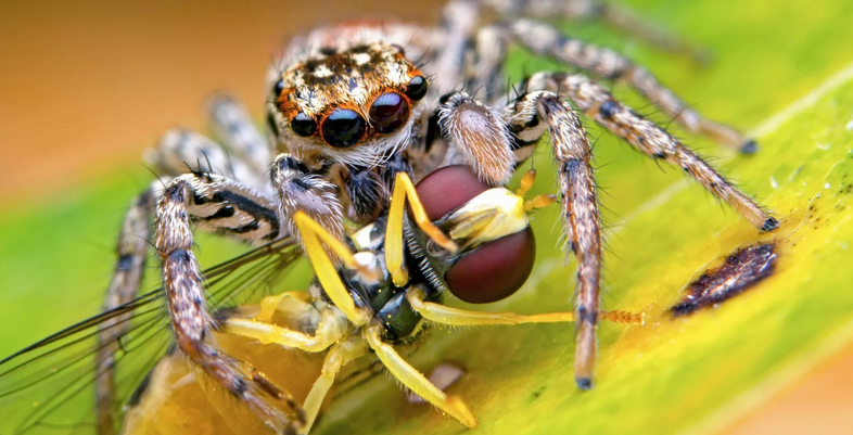 Spindlar matar inte bara med insekter