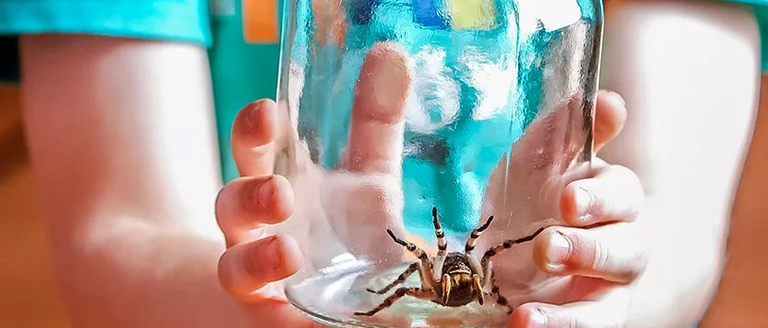 Värld av insekter och spindlar