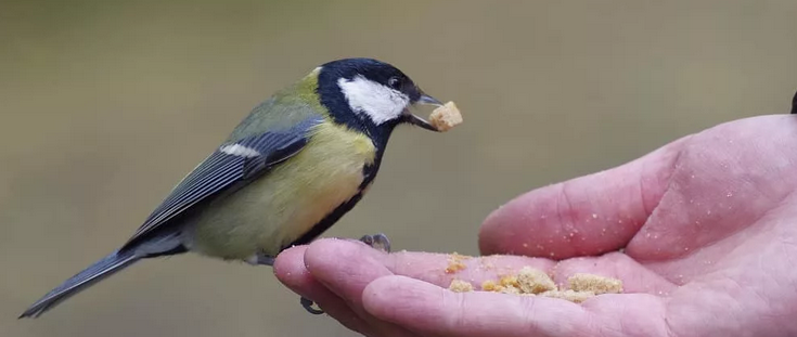 Payudara tidak bisa diberi makan roti