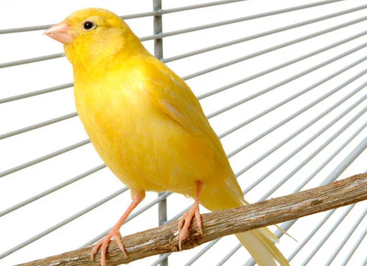 Singing Birds for Home Content - Canary