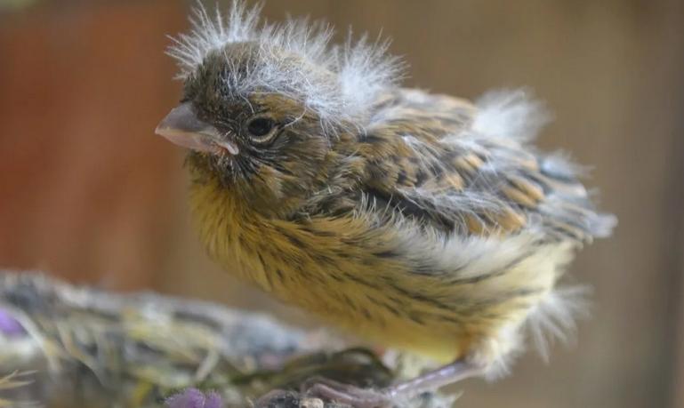 Chick Canary