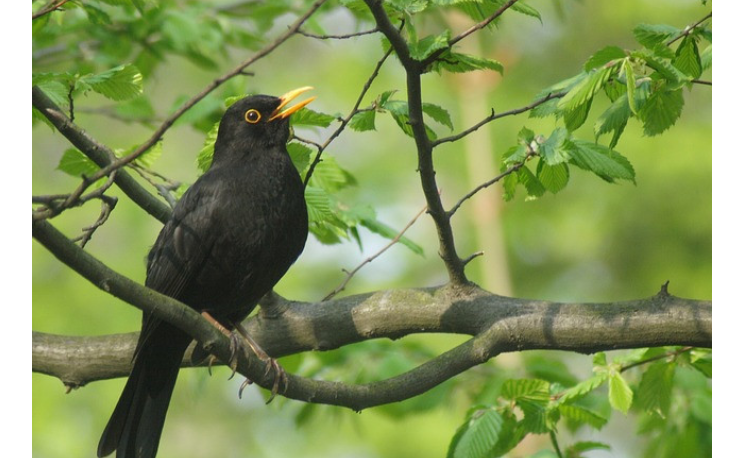 Singing Birds for Home Content - Thrush