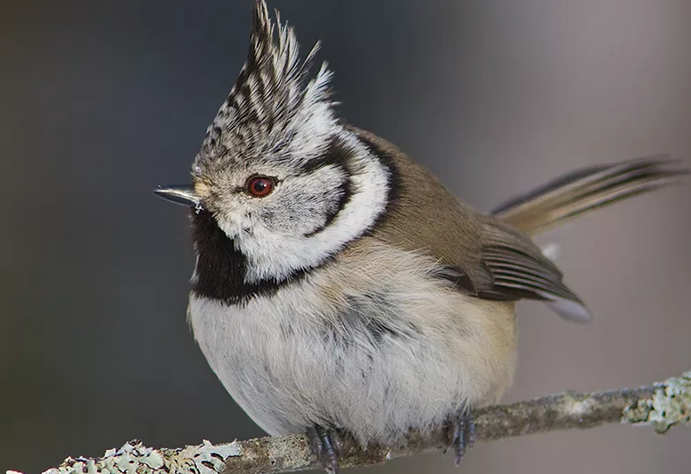 Charp Tit