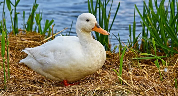 Plant - Peking Duck