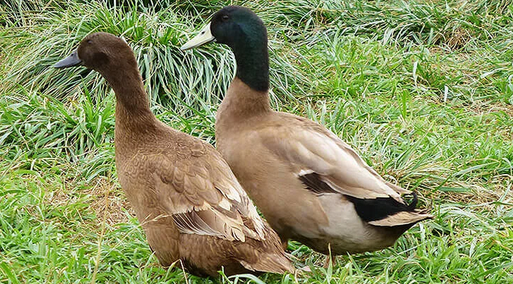 Drůbež-kachna Khaki-Kempbell