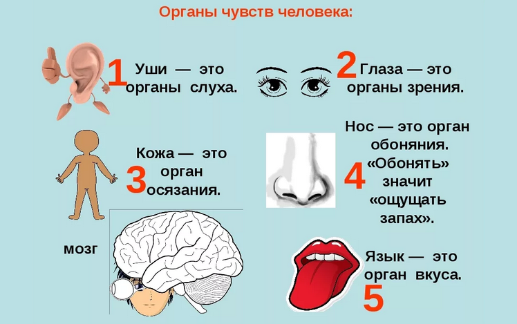 Значение знаков, которые посылают органы чувств