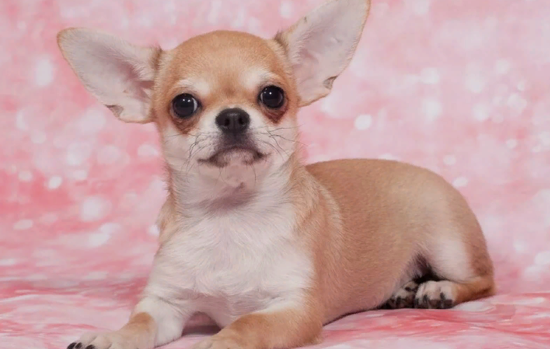 Liten storlek dekorativ hund - Chihuahua