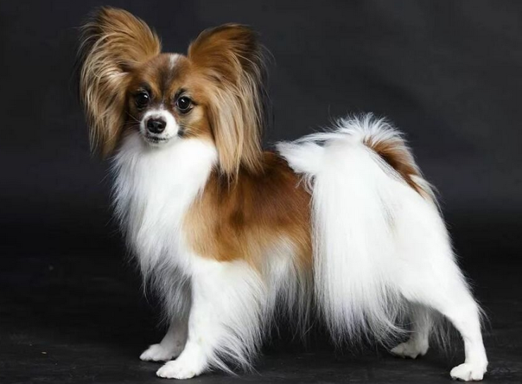 Anjing terpintar adalah papillon