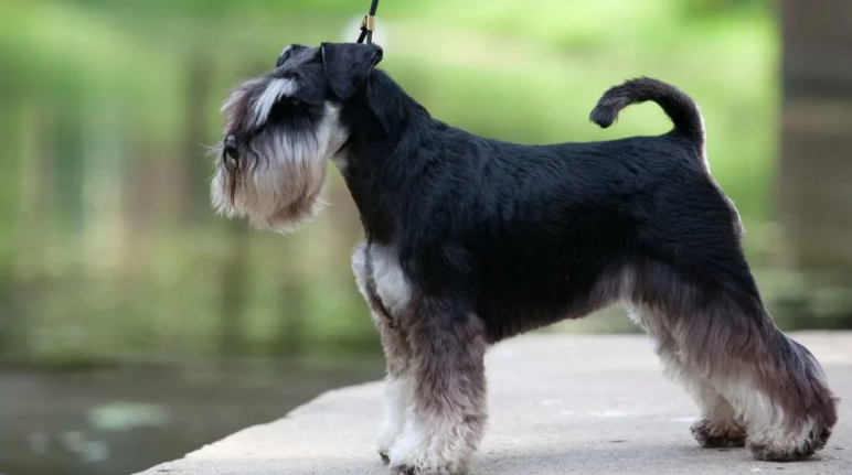 Miniatur Smart Rocks anjing dengan kemampuan yang sangat baik - Tsvergshneuszer