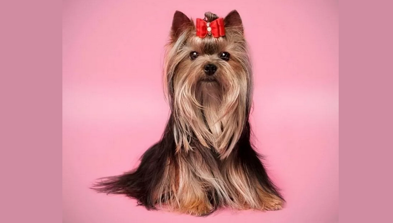 Anjing dari ras kecil bijak di atas tingkat rata -rata - Yorkshire Terrier