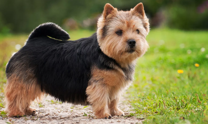 Hundar av små raser kloka över den genomsnittliga nivån - australisk terrier