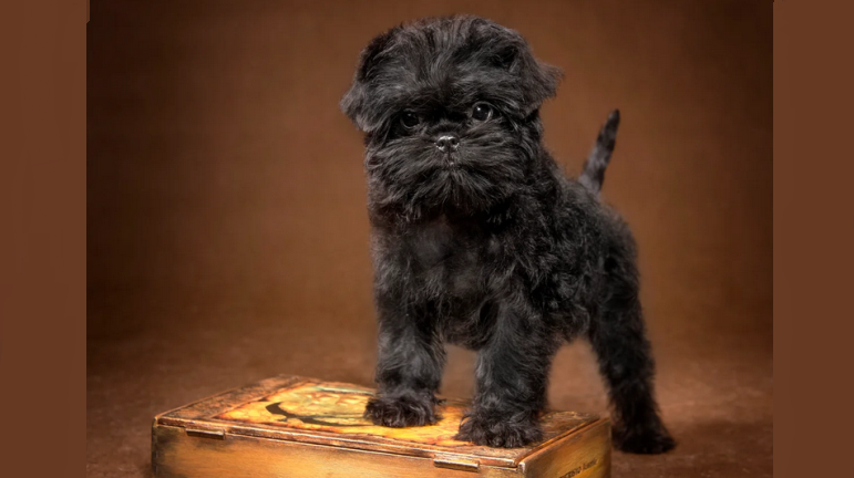 Anjing dari ras kecil bijak di atas tingkat rata -rata - affenpincher