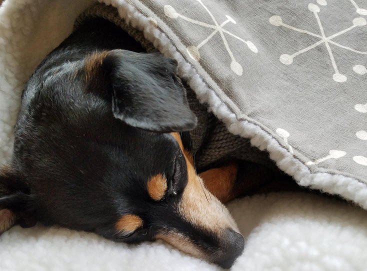 Hunden kommer att gilla en sådan soffa