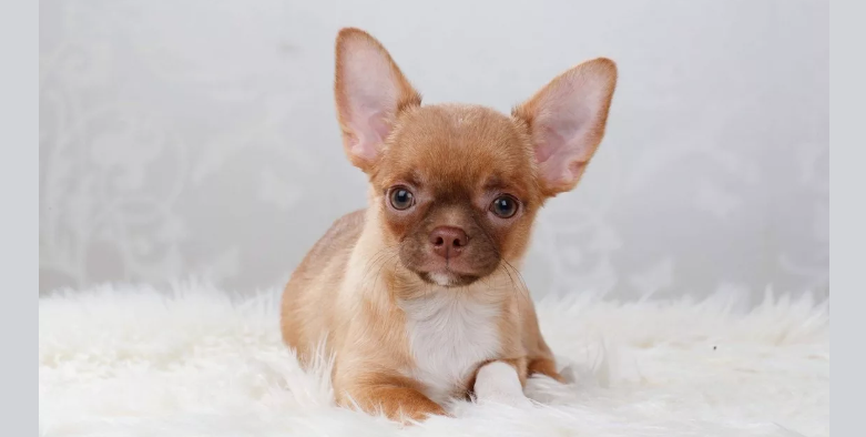 Hundpojke Chihuahua
