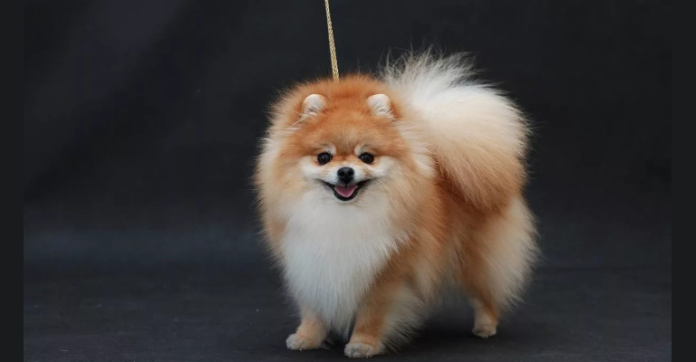 Liten storlek dekorativ hund - Pomeranian Spitz