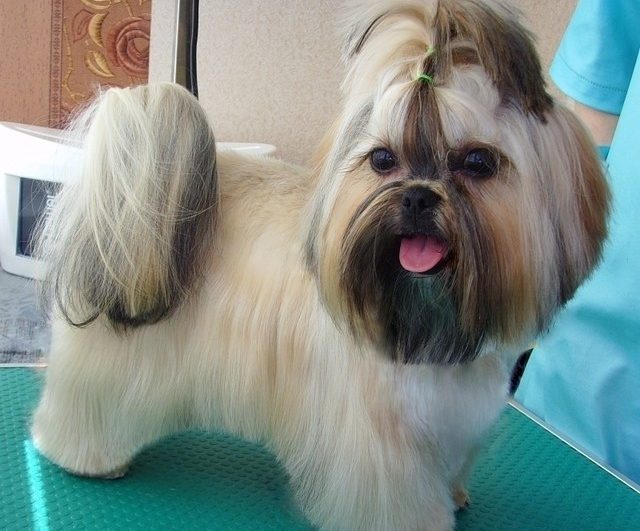 Shi tzu