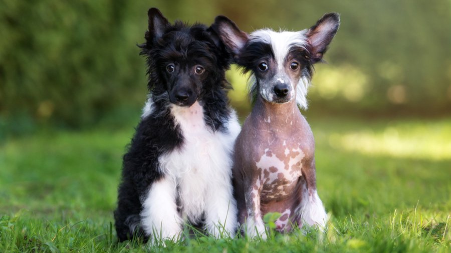 Chinese Crested