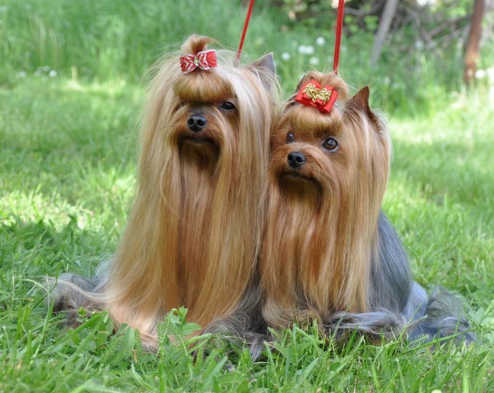 Yorkshire Terrier