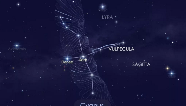 Constellation Swan