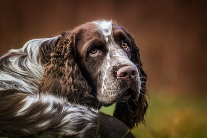 Spinger-Spaniel