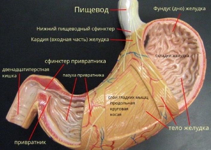 Макет