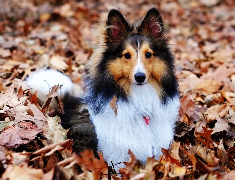 Dvärg collie - shelti