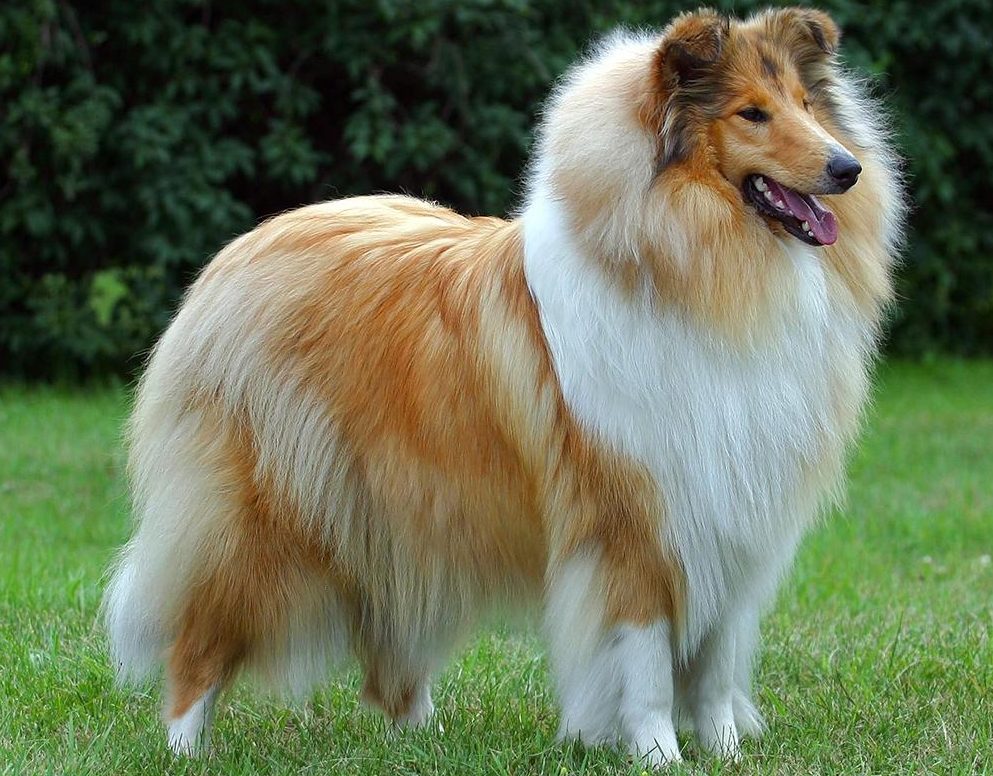 Collie