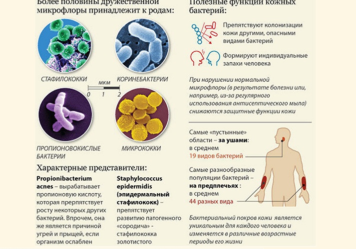 На нашей коже и слизистых их сотни тысяч! 